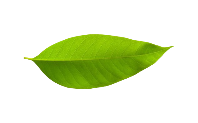Leaf Image